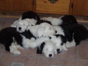 The old english sheepdog is either born tailless (as the name bobtail implies) or is completely amputated. Old English Sheepdog puppies for sale | English sheepdog ...