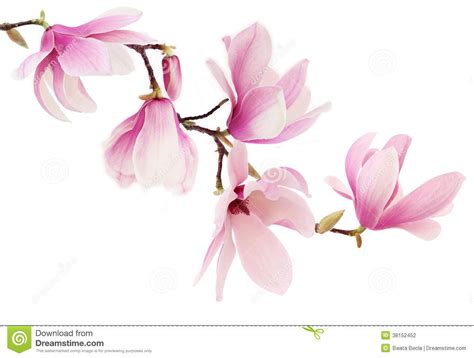 Nursery trees will have tags on the branches to help you identify them. magnolia tree paintings - Google Search | Magnolia flower ...