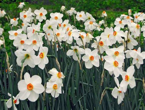 Narcissus Poeticus Var Recurvus Poeticus Daffodil
