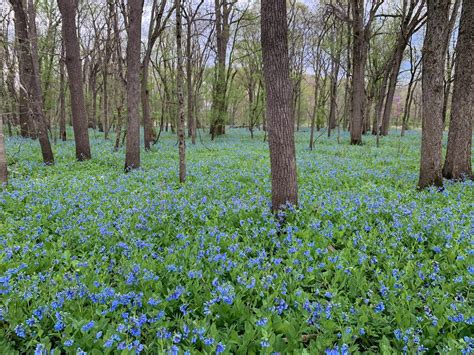 Hike Through Virginia Bluebells In Illinois This Spring