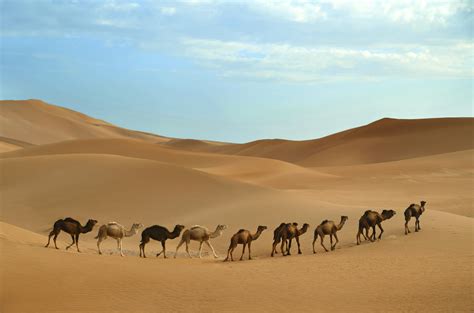 10 Best Sahara Desert Tours And Trips 20232024 Tourradar