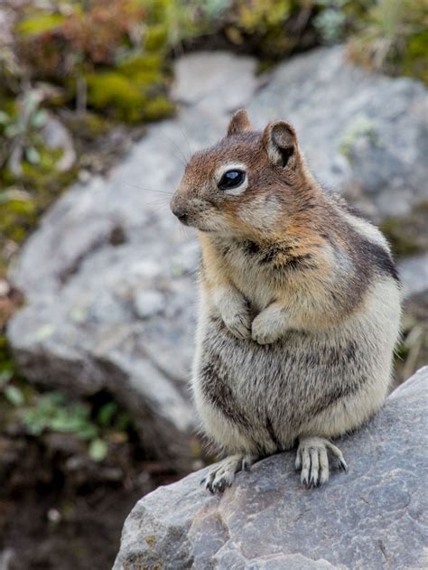 Columbian Ground Squirrel Smithsonian Photo Contest Smithsonian