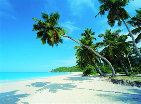 Beautiful Palm Trees On Tropical Beach Tropical Beach Nature Beaches