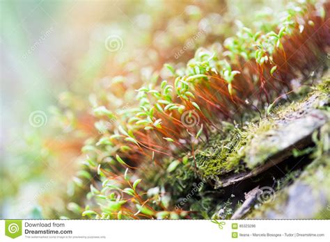 Moss Flowers In Spring Stock Photo Image Of Grass Light 85323286