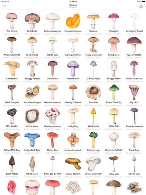 Wild Poisonous Mushroom Identification Charts