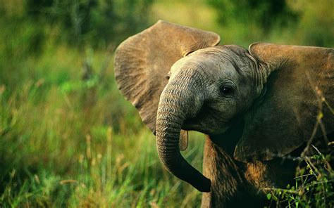 Download Wallpapers Little Elephant Cute Animals Wildlife Elephants