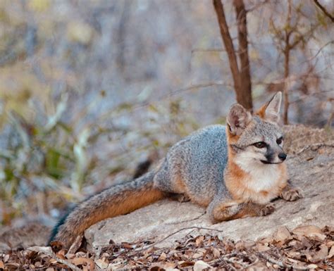 Outdoor Tips From Texas Parks And Wildlife Magazine Mammal Monday