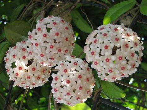 Hoya plants have been thought of as being difficult to grow. Hoya carnosa (Wax Plant) | World of Flowering Plants