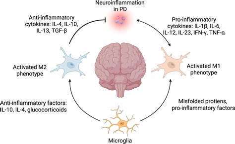 Microglia Mediated Neuroinflammation And Neuroprotective Mechanisms In