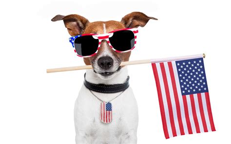 5 Tips to Keep Pets Safe on the Fourth of July