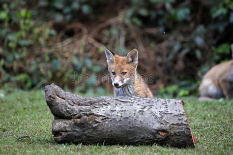 Fox Cub Exploring An Urban Garden Stock Image Image Of Youngster