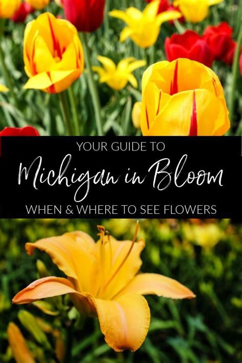 Use it to create a massive flower show anywhere. Mitten In Bloom Guide - When & Where To See Flowers In ...