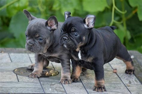 Pup is fawn sable in colour with beautiful markings. French Bulldog puppies price range. How much do French ...