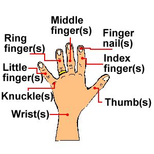 Hi nice video and describe to 50 body parts name english to hindi according to target classes #kamalpathak. Library of the Writers' Mind: Basic Human Hand and Foot Parts