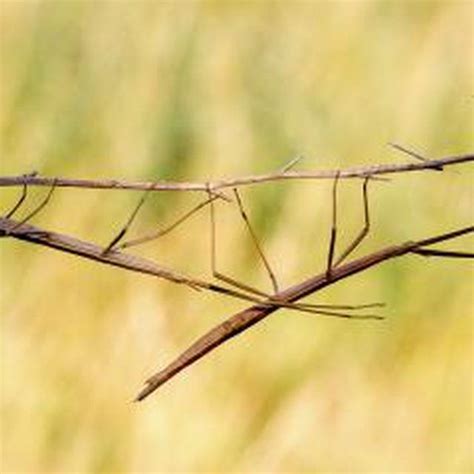 Facts About The Walking Stick Bug Stick Bug Phasmatodea Walking