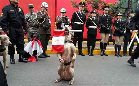 Conoce la principales noticias de desfile militar en directo hoy 29 de julio en un solo lugar. Las mascotas en el desfile militar Peru 2015 - Cultura