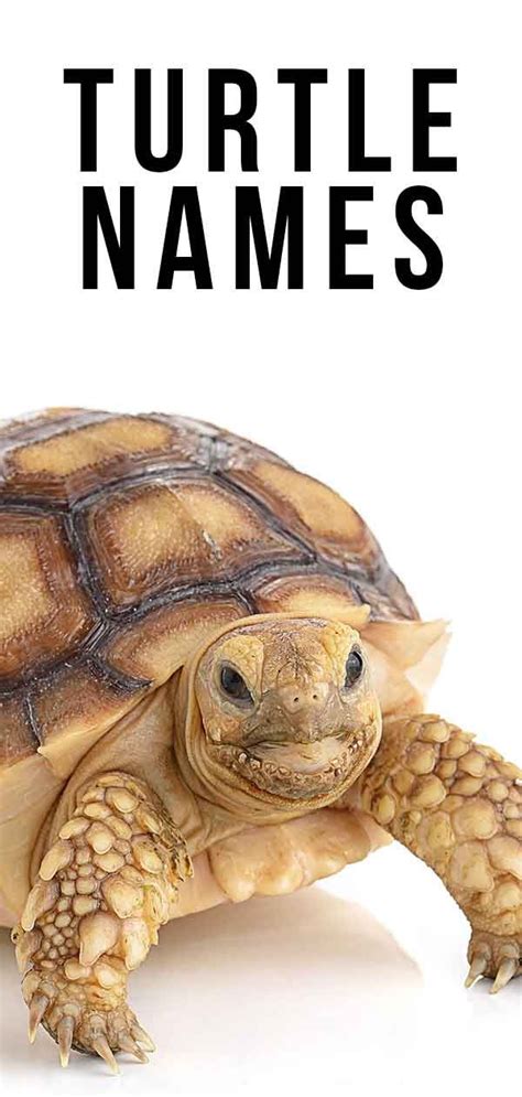 Turtle Names Awesome Ideas For Naming Your Turtle In