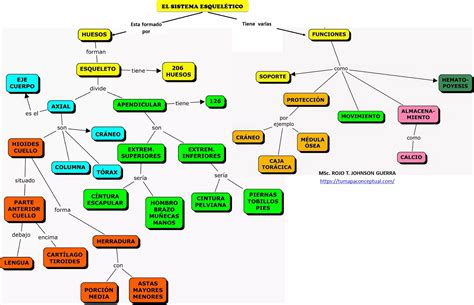 Mapa Conceptual El Sistema EsquelÉtico