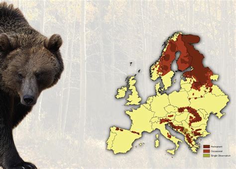 Όμορφος Κόσμος Brown Bears Extinct In Austria European Wildlife