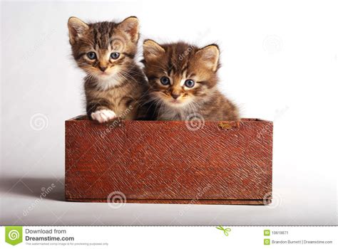 Two Cute Kittens In Wooden Box Stock Image Image Of