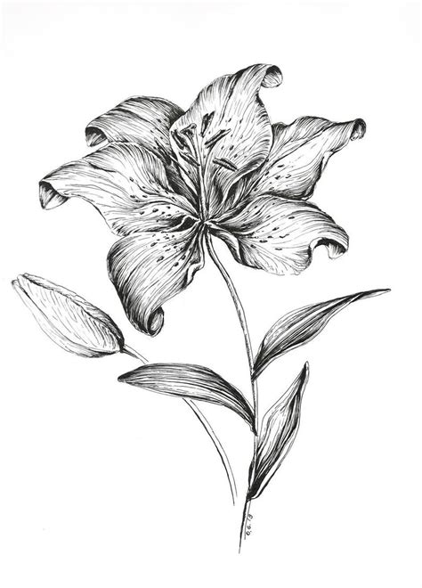Tiger Lily Drawing Flower Wall Art Flower Prints Pen And Etsy