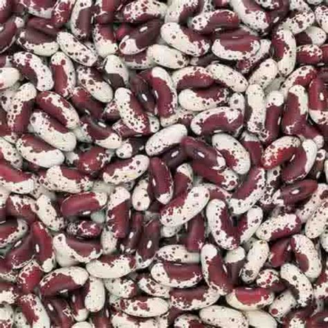 Jacobs Cattle Bean Bean Seeds 2024 Rh Shumways Company
