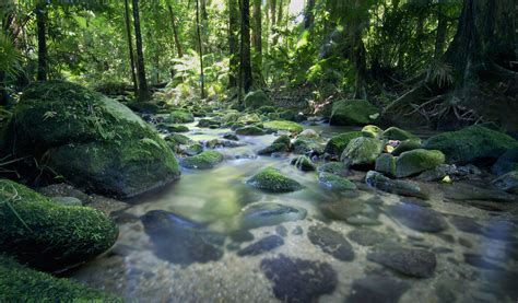 Geography: Daintree Rainforest: Level 2 activity for kids | PrimaryLeap 