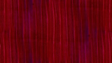 Maroon Backgrounds 58 Images
