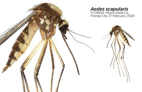 Aedes Scapularis Mosquito Entomology Today