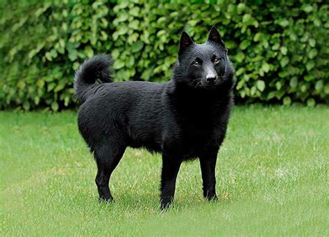 Découvrez La Race Schipperke Caractéristiques Comportement Et Soin