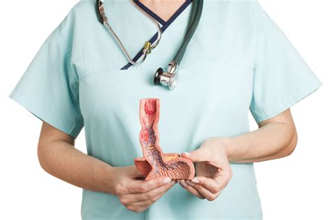 La Anatomía Del Esófago Medicina Básica