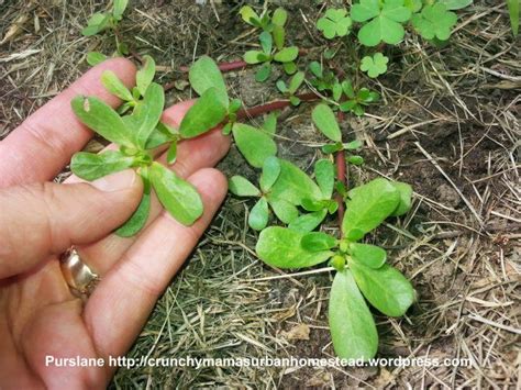 Purslane A Prolific Prepper Powerhouse Garden Weeds Wild Edibles