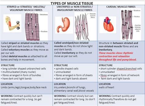 Skeletal Muscle And Cardiac Muscle