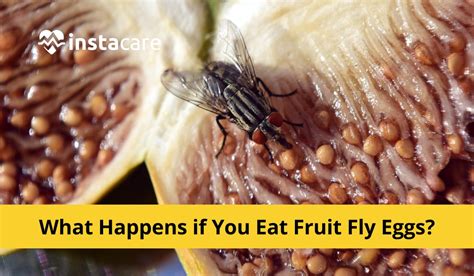 Easy Homemade Fly On Food Safe To Eat 2024 Atonce
