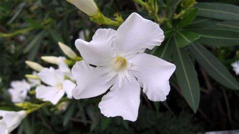 Nerium Oleander White