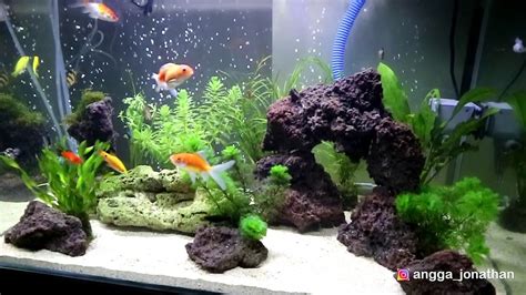 Share on facebook share on twitter. AQUARIUM AIR TAWAR PEMULA - YouTube