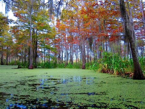 Visiting The Swamps Of Louisiana With Kids 6 Useful Tips