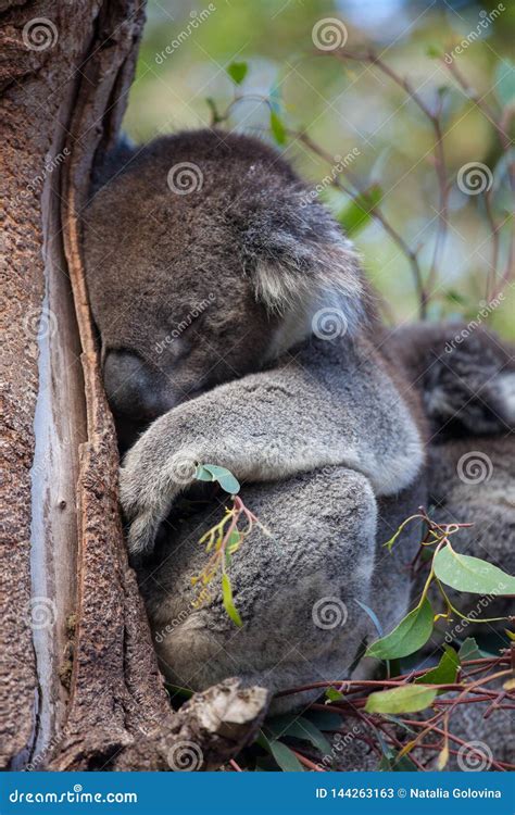 Cute Embracing Couple Of Australian Koala Bears Mother And Its Baby