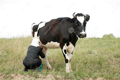 Vaca De Ordenha Da Mulher Imagem De Stock Imagem De Mulher 4431727