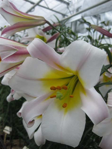 Lilium Regale Trumpet Lilies Buy Lily Bulbs From The Gold Medal