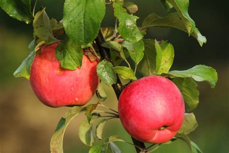 картинки яблоко филиал фрукты цветок Спелый Пища производить Шиповник цветущее