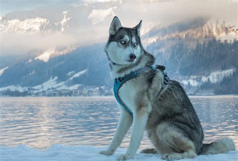 In tune, the pure husky breed such as siberian huskies, are not swimmers. POMERANIAN VS POMSKY VS HUSKY