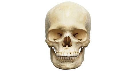 How many bones are in the skull? Human Skull Anatomy | Bones in Human Skull | DK Find Out