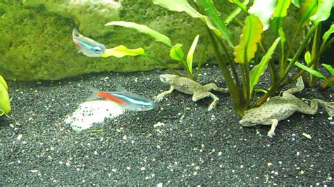 Feed your frog in the morning and the evening. African Dwarf Frogs Feeding, Swimming, Surfacing - YouTube