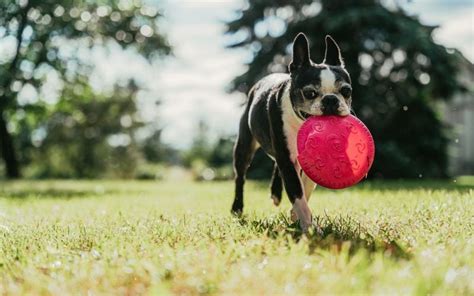 9 Best Dog Friendly Activities In Tampa Bow Wow