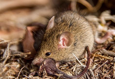 Antechinus Marsupial Mouse Free Photo On Pixabay Pixabay