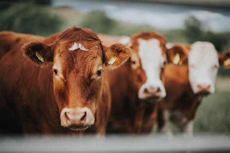 Whole Cottonseed Use In Beef Cattle Diets Alabama Cooperative