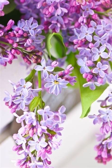 Pin Su Love Love Love Lilacs