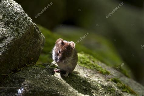 Field Mouse Vole — Stock Photo © Utopia88 14510359