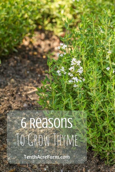 6 Reasons To Grow Thyme In The Herb Garden Tenth Acre Farm Thyme